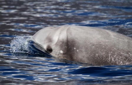 ��� ��������� ����� ������������� ������� ���������� �������