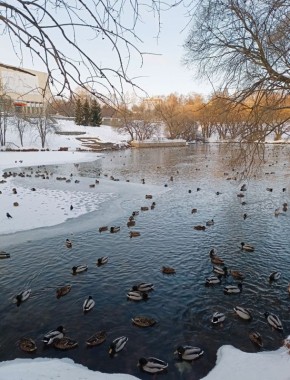 �����-���� �������� �� ������