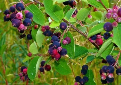 Как весной ухаживать за иргой для щедрого урожая