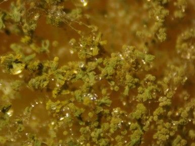 ������� ��� �������: ������� ����� Aspergillus fumigatus �� �������