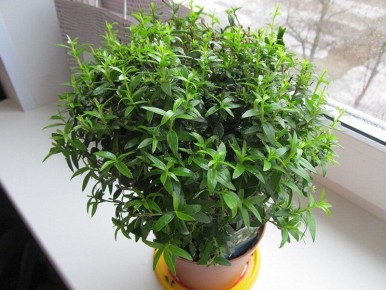 ��� �������� �������� ����� � �������� ��������: 7 ��������