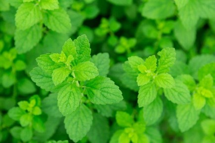 ��� ��������� �������: ������� ������� � ����� �� ��������� ������