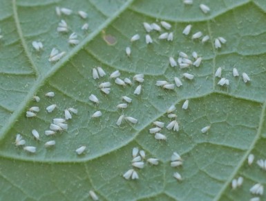 ��� ���������� �������� � ����������� �� �������: ������� ��������� ������ ����������