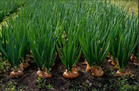 ��� ��������� ��������� ���-�����������: ������� � �����