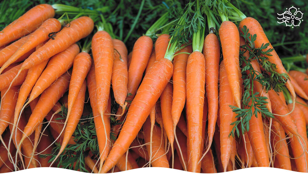 Лучшие сорта моркови для приготовления идеального сока