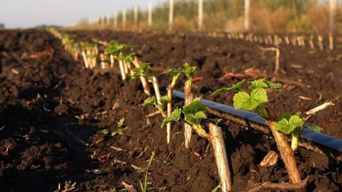 Секреты размножения смородины черенками в сентябре