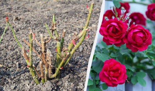 Как правильно открывать розы весной: секреты успешного ухода