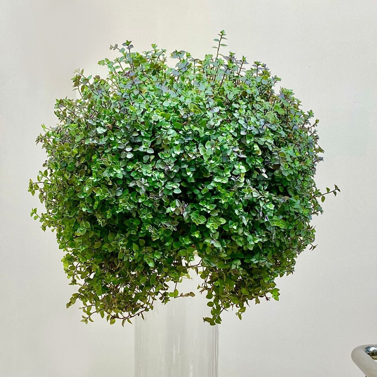 Как вырастить каллизии: советы по уходу и размножению тропического чуда