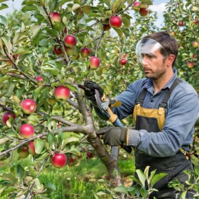 Как правильно обрезать яблоню: советы по уходу и формированию кроны