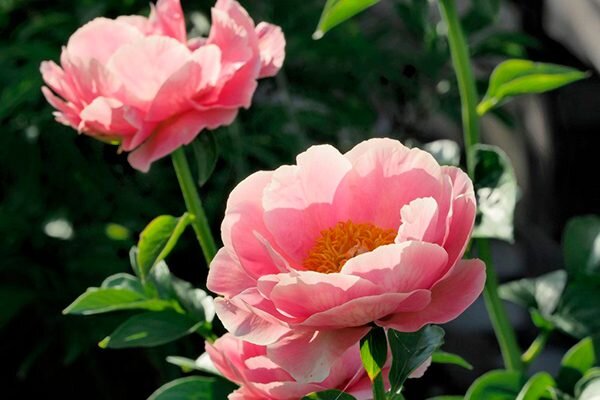 Пион Салмон Дрим: секреты успешного выращивания и ухода