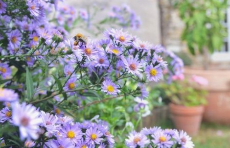 Почему сентябринки – звезды осеннего сада