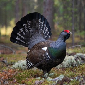 В Кировской области началась выдача разрешений на охоту на птиц в общедоступных угодьях