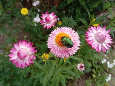 Гелихризум: идеальный цветок для вашего сада
