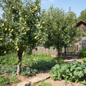 Летняя обрезка груши: как сделать плоды сладкими и ароматными