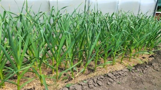 Как узнать о будущем урожае чеснока: секреты подкормок