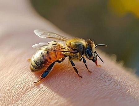 В Кирове прокуратура через суд взыскала с собственника пчелиной пасеки в пользу 11-летнего пострадавшего компенсацию причиненного морального вреда