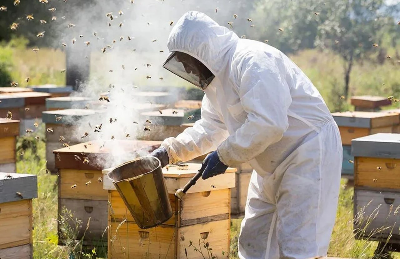Прокуратура Ленинского района города Кирова обратилась в суд с исковым заявлением в интересах 11-летнего мальчика, который пострадал от укуса пчелы на пасеке