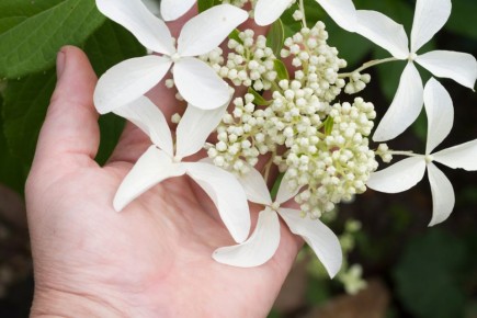 ���������, ������� ������� ��� ��� ������������