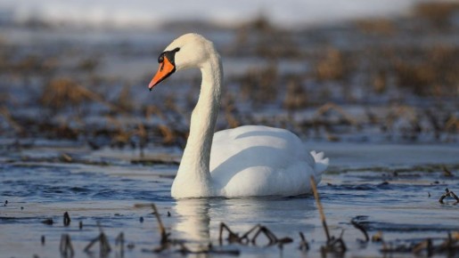 #фотодня. Первые лебеди прилетели на Вятку после зимовки