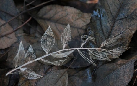 ������������ ��������� �������������� �������: �������� ������� ������� ����