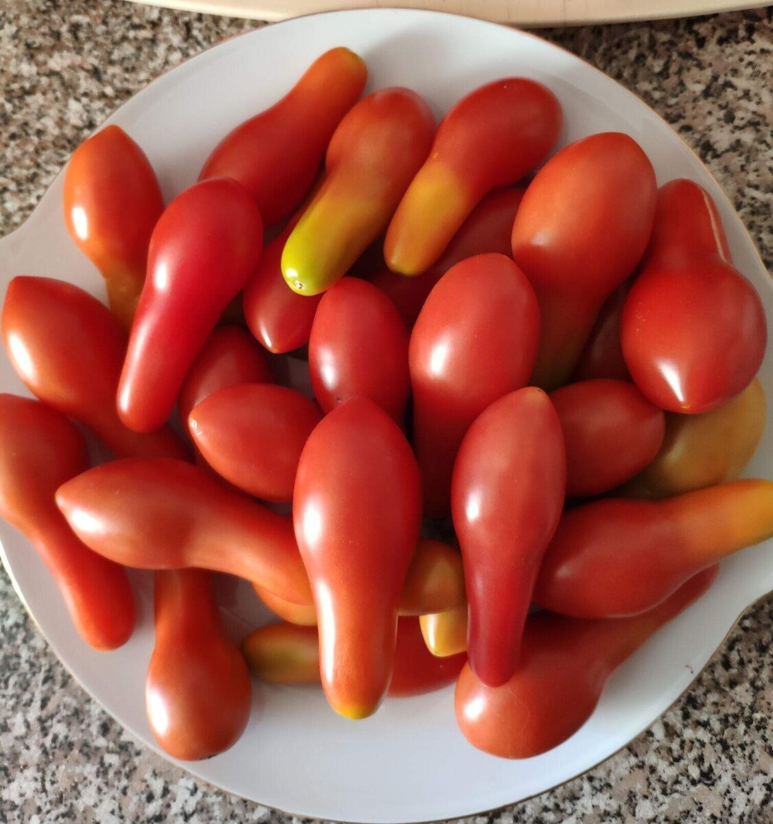 Необычный томат покоряет огороды: знакомьтесь с 'Покорителем неба'