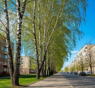 Россияне перестанут боятся цветения березы