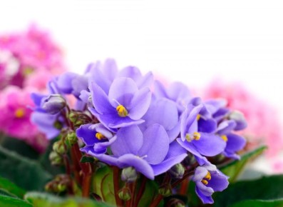 ��� ��������� �� ������������ ��������: ������ ��������� ��� ����������