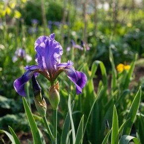 Когда пересаживать ирисы: советы для успешного цветения