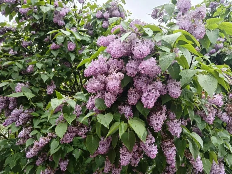 Кустарники из детства: пять простых растений для вашего сада