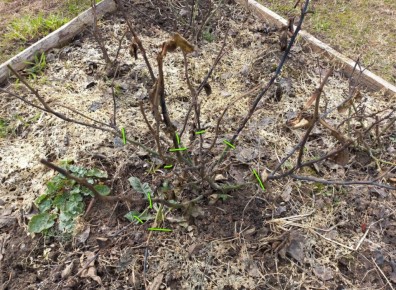 ������ �������� ������� ���: ������� ������ ��� ����������