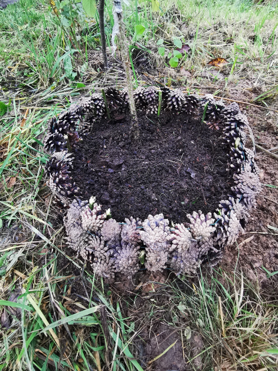 Садовый бордюр из шишек: оригинальный и экономичный способ оформить клумбу