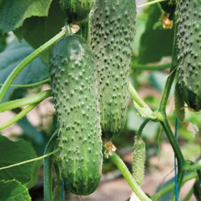 Огурец Траст: идеальный выбор для раннего урожая в теплице