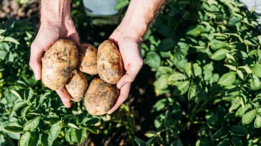 Как быстро получить первый урожай картошки: секрет ранней посадки