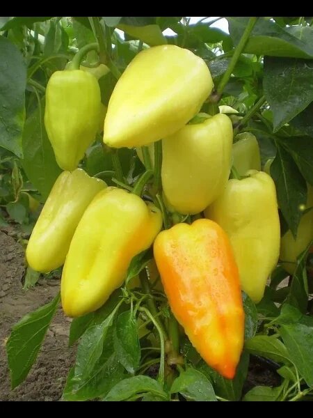 Перец Фишт: универсальный ранний гибрид, который покорит ваш огород