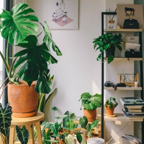 Как не переживать за цветы во время отпусков