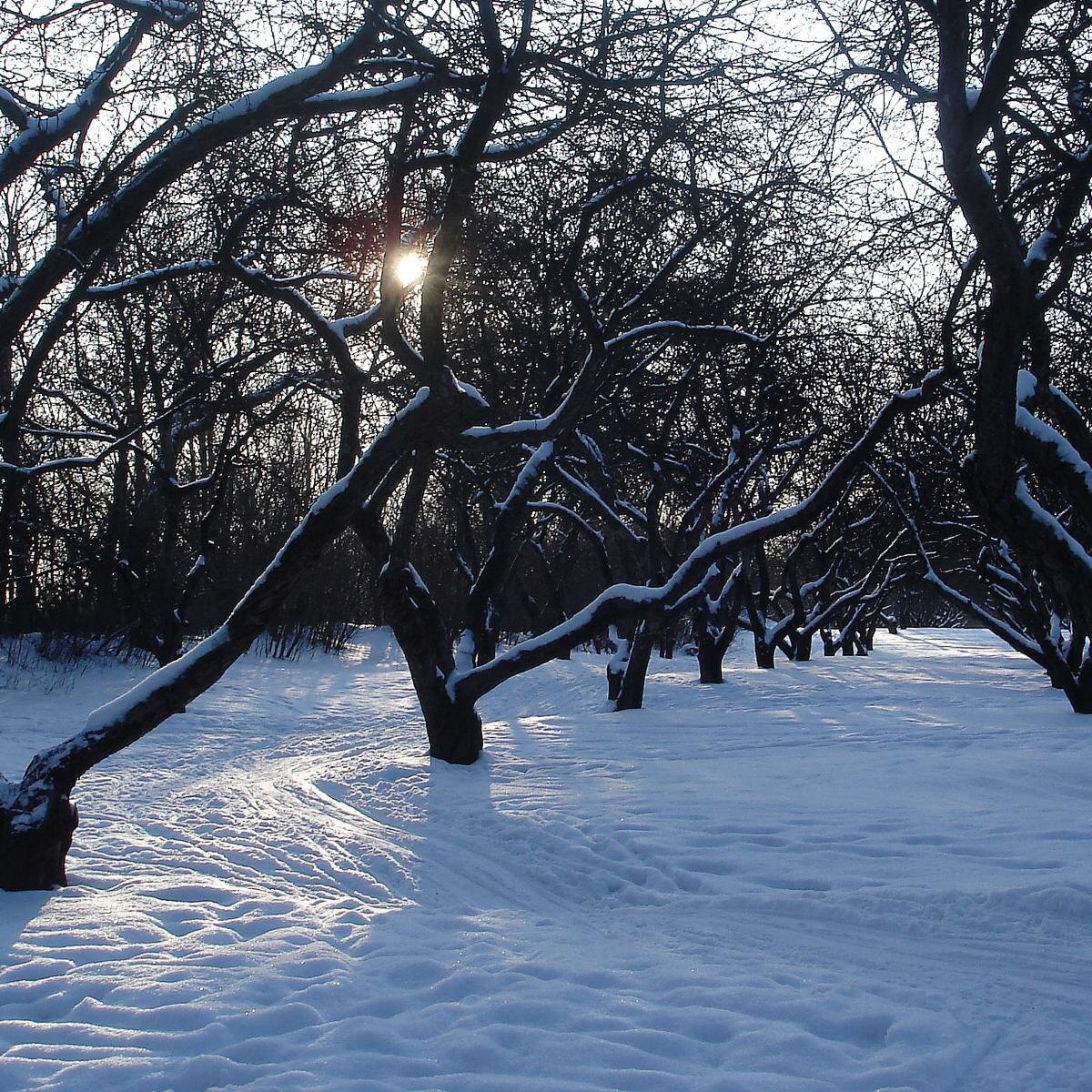 Как подготовить огород к новому сезону: советы для декабря