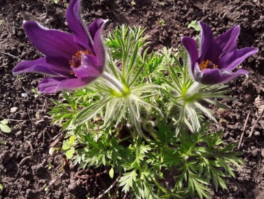 Секреты успешного садоводства: 10 вдохновляющих каналов Дзена