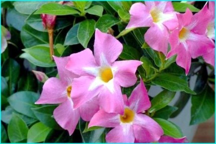 ���������� (����������): ��������� ����� ��� ����������