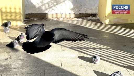 В понедельник, 30 марта, в Кировской области прогнозируют малооблачную погоду без существенных осадков, рассказали в региональном Центре по гидрометеорологии и мониторингу окружающей среды