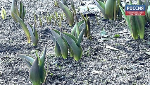 Во вторник, в Кировской области прогнозируют переменную облачность без существенных осадков, рассказали в региональном Центре по гидрометеорологии и мониторингу окружающей среды