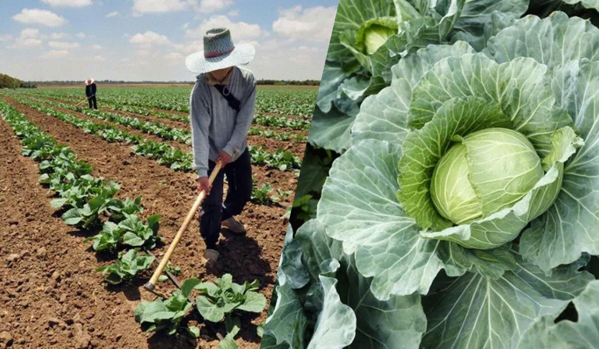 Как определить зрелость капусты и идеальное время для сбора урожая