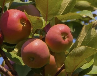 Перспективные сорта яблонь для вашего сада