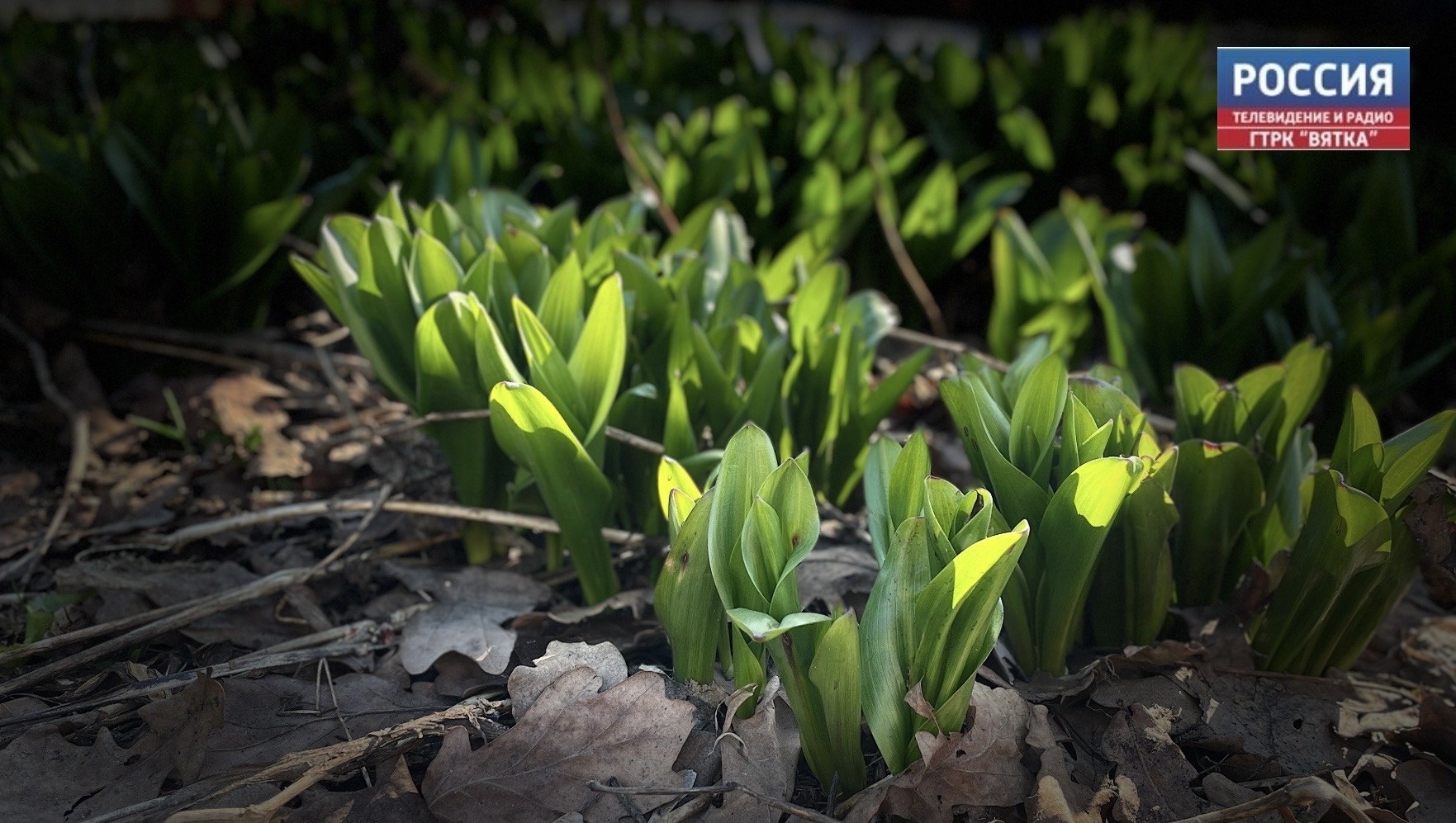 В среду в Кировской области прогнозируют переменную облачность без осадков, сообщили в региональном Центре по гидрометеорологии и мониторингу окружающей среды