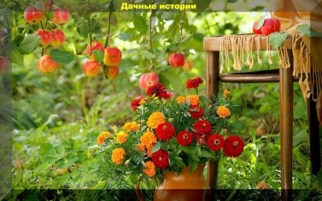 Удобряем сад: как обеспечить хороший урожай фруктов и ягод в следующем году