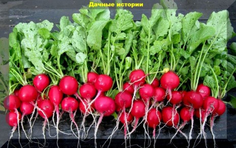 Тепличные культуры для раннего урожая в апреле: не упустите возможность