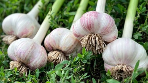 Как заменить селитру: 7 природных составов для богатого урожая чеснока