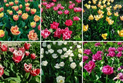 ���������� ����� �������� �� ���������