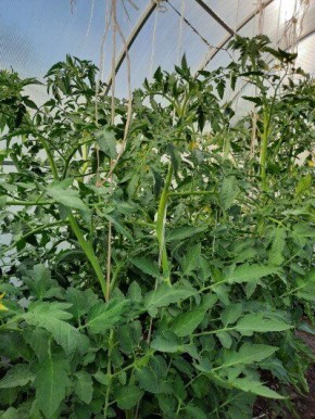 ��� ���������� ������� �������: ������������ ������