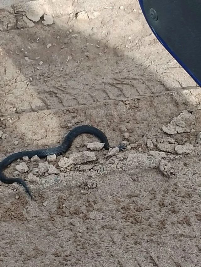 Кировской области проснулись змеи Кировской области проснулись змеи