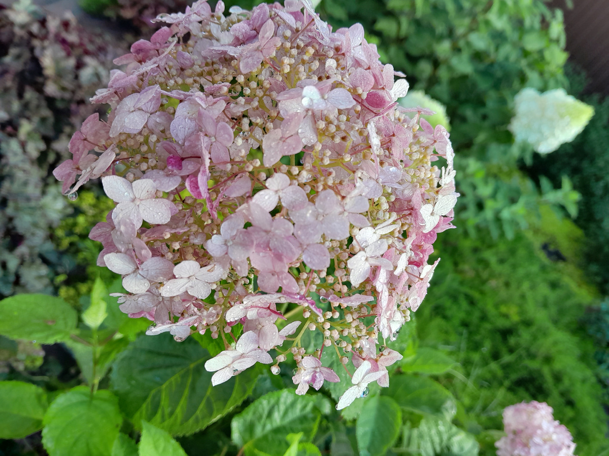 Сад, который расцветает после дождя: удивительное лето гортензий